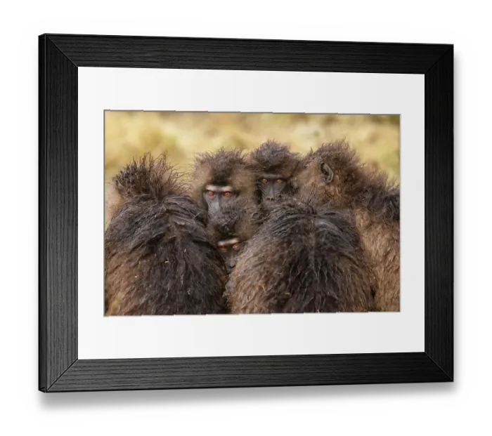 Framed Print : Gelada baboon (Theropithecus gelada) females huddling together in the rain, Simien Mountains National Park, Ethiopia Framed Print : Gelada baboon (Theropithecus gelada) females huddling together in the rain, Simien Mountains National Park, Ethiopia