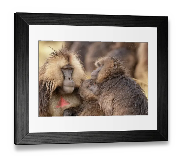 Framed Print : Group of Gelada baboon (Theropithecus gelada) females huddling together in the rain with the dominant male behind, Simien Mountains National Park, Ethiopia Framed Print : Group of Gelada baboon (Theropithecus gelada) females huddling together in the rain with the dominant male behind, Simien Mountains National Park, Ethiopia