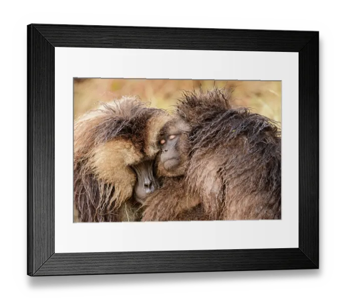Framed Print : Gelada baboons (Theropithecus gelada) family group huddling together in the rain, Simien Mountains National Park, Ethiopia