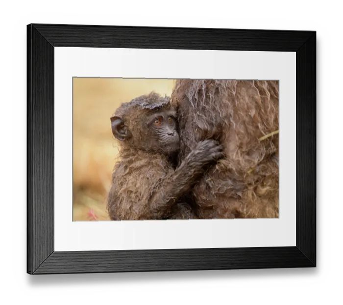 Framed Print : Gelada baboon (Theropithecus gelada) infant, clinging on to its mother in the rain, Simien Mountains National Park, Ethiopia
