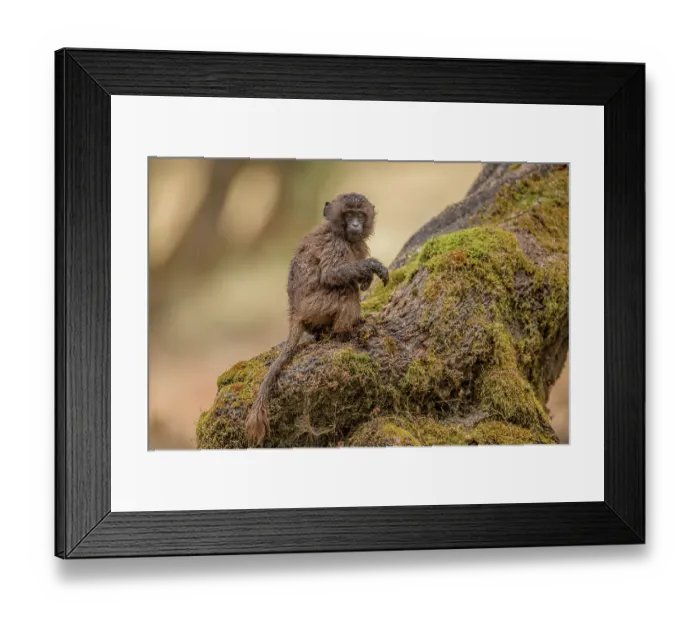 Framed Print : Gelada baboon (Theropithecus gelada) juvenile sitting on a low tree branch in the rain, Simien Mountains National Park, Ethiopia Framed Print : Gelada baboon (Theropithecus gelada) juvenile sitting on a low tree branch in the rain, Simien Mountains National Park, Ethiopia