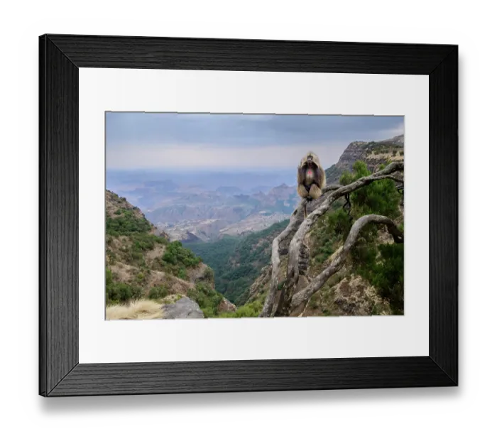 Framed Print : Gelada baboon (Theropithecus gelada) male, sitting on a gnarled tree branch with mountains behind, Simien Mountains National Park, Ethiopia Framed Print : Gelada baboon (Theropithecus gelada) male, sitting on a gnarled tree branch with mountains behind, Simien Mountains National Park, Ethiopia