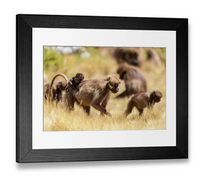 Framed Print : RF - Gelada baboon (Theropithecus gelada) female carrying infant on her back feeding among the troop in montane grassland, Guassa Community Conservation Area, Ethiopia Framed Print : RF - Gelada baboon (Theropithecus gelada) female carrying infant on her back feeding among the troop in montane grassland, Guassa Community Conservation Area, Ethiopia