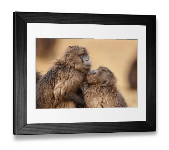 Framed Print : Two Gelada baboon (Theropithecus gelada) females huddling together in the rain, Simien Mountains National Park, Ethiopia Framed Print : Two Gelada baboon (Theropithecus gelada) females huddling together in the rain, Simien Mountains National Park, Ethiopia