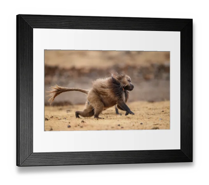 Framed Print : Gelada baboon (Theropithecus gelada) male, running, Simien Mountains National Park, Ethiopia Framed Print : Gelada baboon (Theropithecus gelada) male, running, Simien Mountains National Park, Ethiopia