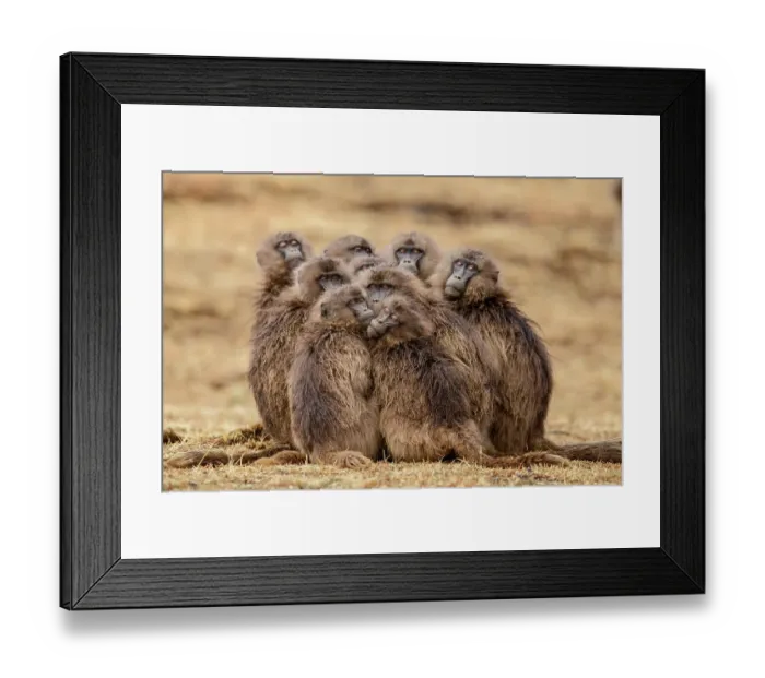 Framed Print : Group of Gelada baboon (Theropithecus gelada) females huddling together in the rain, Simien Mountains National Park, Ethiopia