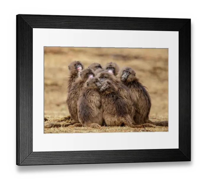 Framed Print : Group of Gelada baboon (Theropithecus gelada) females huddling together in the rain, some displaying subordinate behaviour, flipping back the skin on their lips