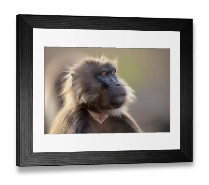 Framed Print : Gelada baboon (Theropithecus gelada) juvenile male, head portrait, Simien Mountains National Park, Ethiopia Framed Print : Gelada baboon (Theropithecus gelada) juvenile male, head portrait, Simien Mountains National Park, Ethiopia