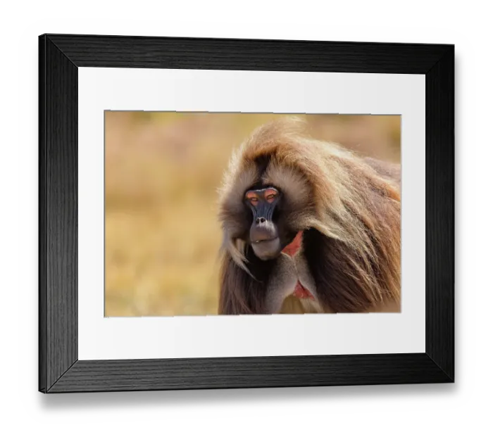 Framed Print : RF - Gelada baboon (Theropithecus gelada) male, portrait, Guassa Community Conservation Area, Ethiopia. (This image may be licensed either as rights managed or royalty free.) Framed Print : RF - Gelada baboon (Theropithecus gelada) male, portrait, Guassa Community Conservation Area, Ethiopia. (This image may be licensed either as rights managed or royalty free.)