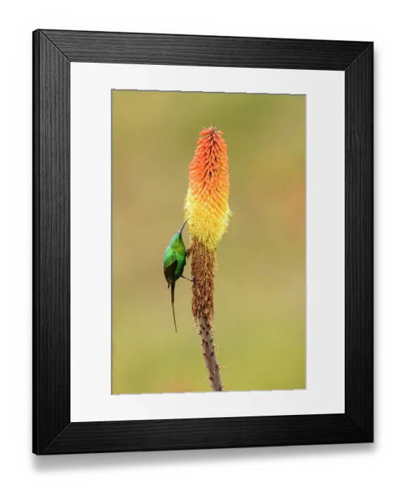 Framed Print : RF - Malachite sunbird (Nectarinia famosa) perched on Red hot poker flower (Kniphofia foliosa), Ethiopian highlands, Guassa Community Conservation Area, Ethiopia Framed Print : RF - Malachite sunbird (Nectarinia famosa) perched on Red hot poker flower (Kniphofia foliosa), Ethiopian highlands, Guassa Community Conservation Area, Ethiopia