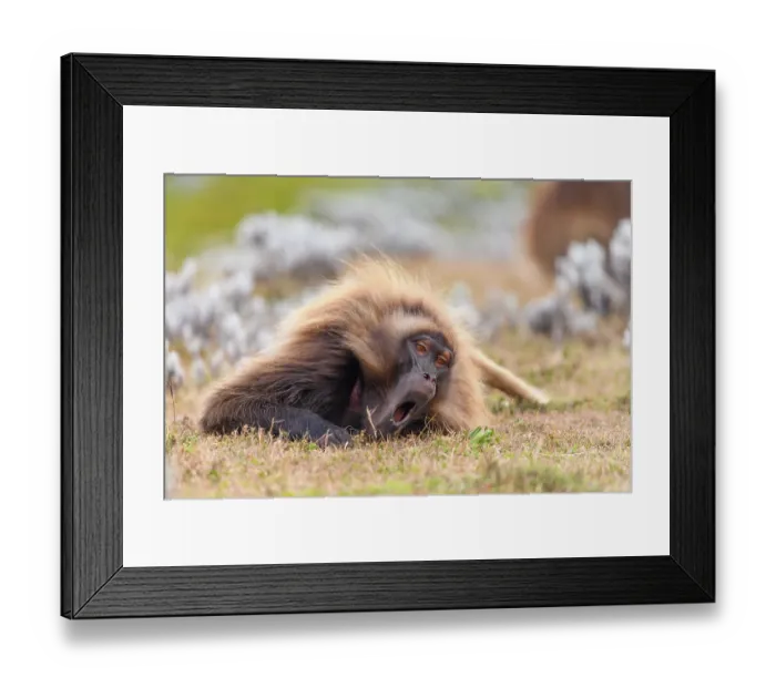 Framed Print : RF - Gelada baboon (Theropithecus gelada) male resting on the ground and yawning, Guassa Community Conservation Area, Ethiopia Framed Print : RF - Gelada baboon (Theropithecus gelada) male resting on the ground and yawning, Guassa Community Conservation Area, Ethiopia