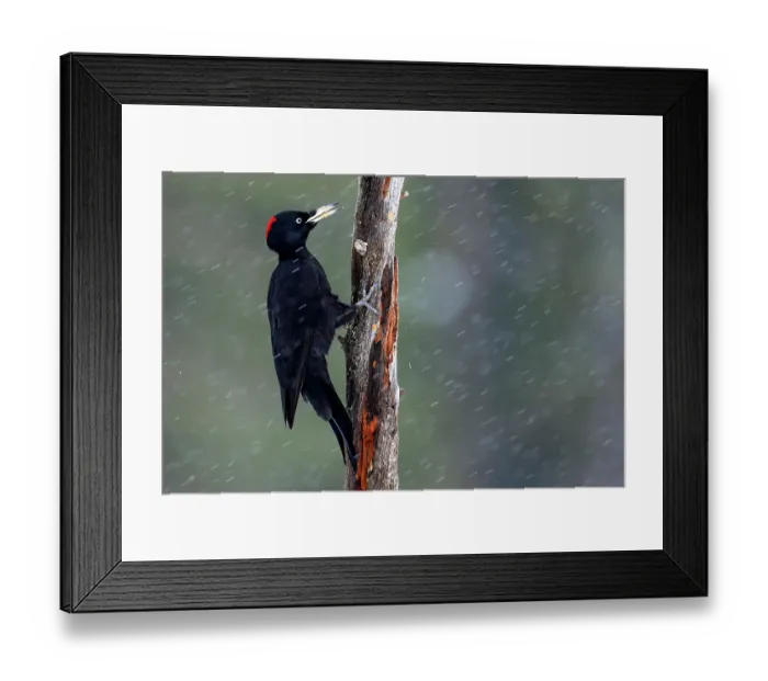 Framed Print : Black woodpecker (Dryocopus martius) female, perched on tree trunk in falling snow, Kuhmo, Finland. February Framed Print : Black woodpecker (Dryocopus martius) female, perched on tree trunk in falling snow, Kuhmo, Finland. February