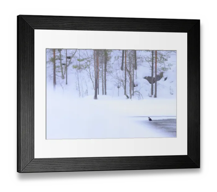 Framed Print : White-throated dipper (Cinclus cinclus) perched on ice at edge of river in winter, Kuusamo, Finland. February