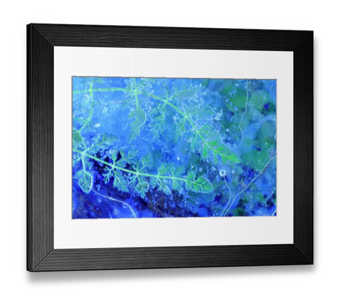 Framed Print : Detail of frozen leaf and air bubbles in ice, Sierra de Grazalema Natural Park, southern Spain. December Framed Print : Detail of frozen leaf and air bubbles in ice, Sierra de Grazalema Natural Park, southern Spain. December