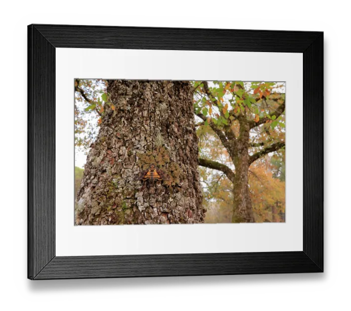 Framed Print : Death's head hawkmoth (Acherontia atropos) resting on Portuguese oak (Quercus faginea), Sierra de Grazalema Natural park, southern Spain. January Framed Print : Death's head hawkmoth (Acherontia atropos) resting on Portuguese oak (Quercus faginea), Sierra de Grazalema Natural park, southern Spain. January
