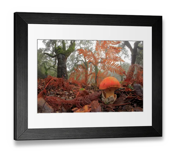 Framed Print : Caesar's mushroom (Amanita caesarea) growing among leaf litter in forest habitat, Los Alcornocales Natural Park, Cortes de la Frontera, southern Spain. December Framed Print : Caesar's mushroom (Amanita caesarea) growing among leaf litter in forest habitat, Los Alcornocales Natural Park, Cortes de la Frontera, southern Spain. December