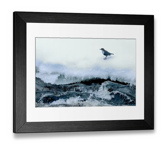 Framed Print : White-throated dipper (Cinclus cinclus) perched on snowy river bank, Kuusamo, Finland. February Framed Print : White-throated dipper (Cinclus cinclus) perched on snowy river bank, Kuusamo, Finland. February