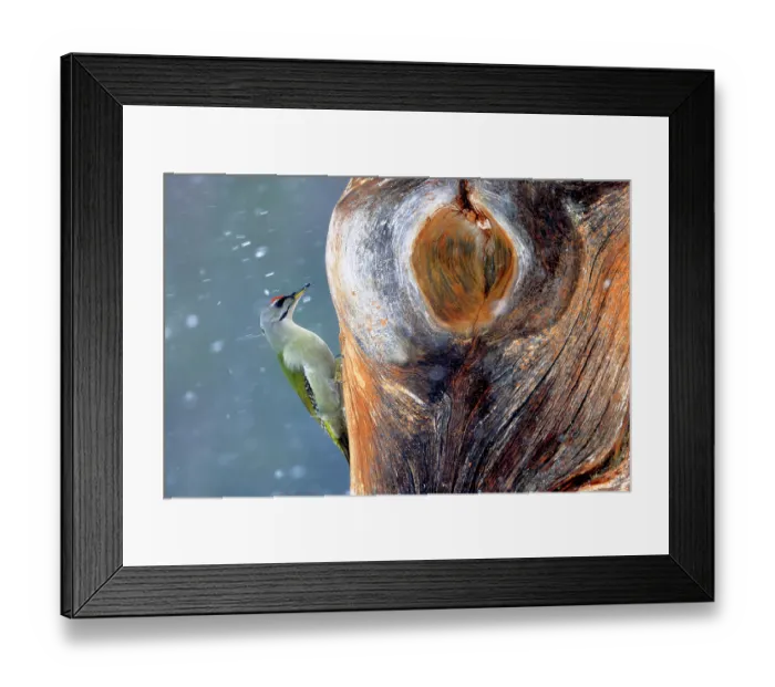 Framed Print : Grey-headed woodpecker (Picus canus) male, perched on tree trunk in falling snow, Kuhmo, Finland. February Framed Print : Grey-headed woodpecker (Picus canus) male, perched on tree trunk in falling snow, Kuhmo, Finland. February
