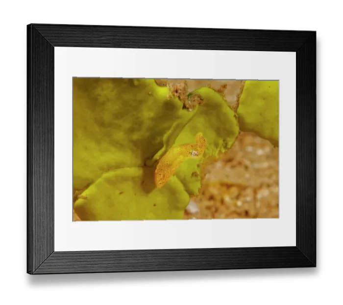 Framed Print : Hannan's pygmy squid (Kodama jujutsu) half an inch long, camouflaged on Halimeda algae, Guam, Federated States of Micronesia, Pacific Ocean Framed Print : Hannan's pygmy squid (Kodama jujutsu) half an inch long, camouflaged on Halimeda algae, Guam, Federated States of Micronesia, Pacific Ocean