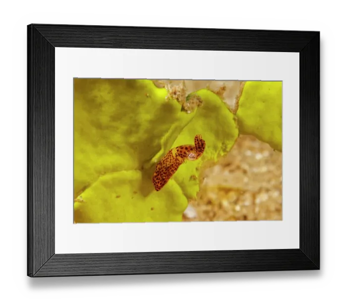 Framed Print : Hannan's pygmy squid (Kodama jujutsu) half an inch long, resting on Halimeda algae, Guam, Federated States of Micronesia, Pacific Ocean Framed Print : Hannan's pygmy squid (Kodama jujutsu) half an inch long, resting on Halimeda algae, Guam, Federated States of Micronesia, Pacific Ocean