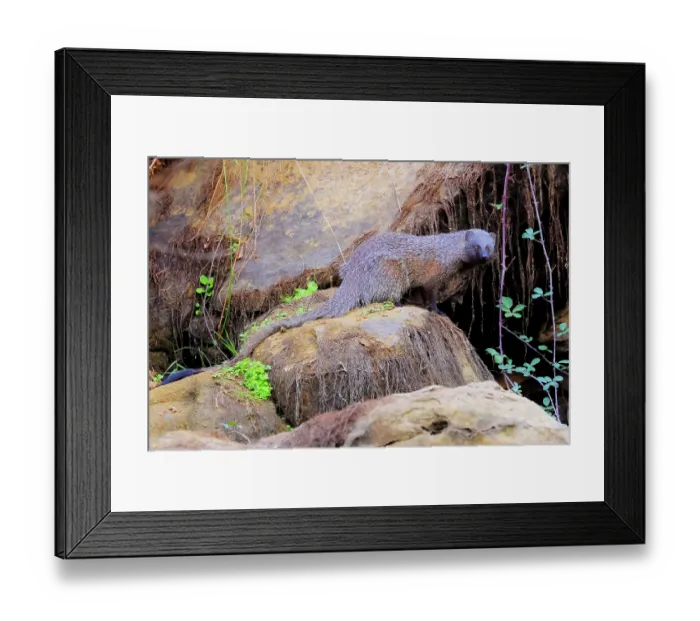 Framed Print : Egyptian mongoose (Herpestes ichneumon) standing on a boulder, Sierra de Grazalema Natural Park, Cadiz, Spain. October Framed Print : Egyptian mongoose (Herpestes ichneumon) standing on a boulder, Sierra de Grazalema Natural Park, Cadiz, Spain. October
