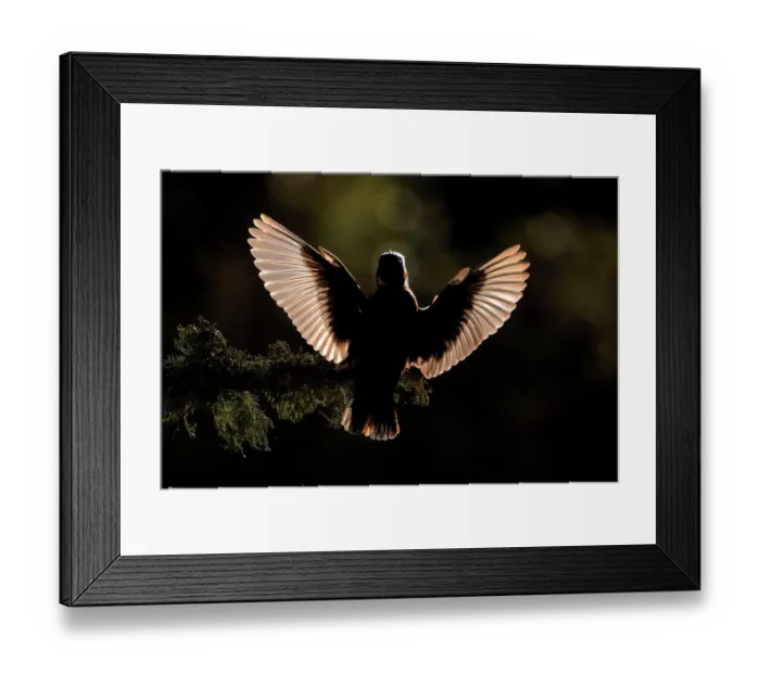 Framed Print : Eurasian kingfisher (Alcedo atthis) male, in flight, Sierra de Grazalema Natural Park, Cadiz, Spain. October Framed Print : Eurasian kingfisher (Alcedo atthis) male, in flight, Sierra de Grazalema Natural Park, Cadiz, Spain. October