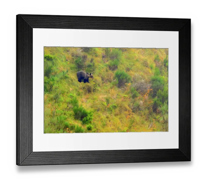 Framed Print : Brown bear (Ursus arctos) standing among vegetation on mountainside, Somiedo, Asturias, Spain. August Framed Print : Brown bear (Ursus arctos) standing among vegetation on mountainside, Somiedo, Asturias, Spain. August
