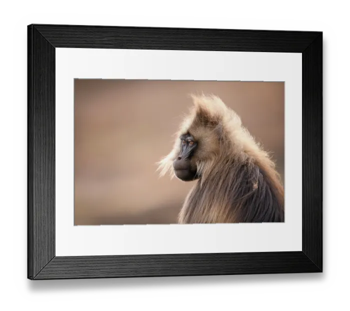 Framed Print : Gelada baboon (Theropithecus gelada) male, portrait, Simien Mountains National Park, Ethiopia Framed Print : Gelada baboon (Theropithecus gelada) male, portrait, Simien Mountains National Park, Ethiopia