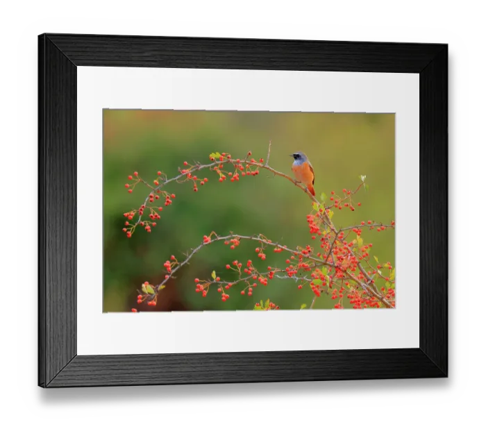 Framed Print : Common redstart (Phoenicurus phoenicurus) male, perched on a Hawthorn (Crataegus sp.) branch with fruits, Sierra de Grazalema Natural Park, Southern Spain. September Framed Print : Common redstart (Phoenicurus phoenicurus) male, perched on a Hawthorn (Crataegus sp.) branch with fruits, Sierra de Grazalema Natural Park, Southern Spain. September