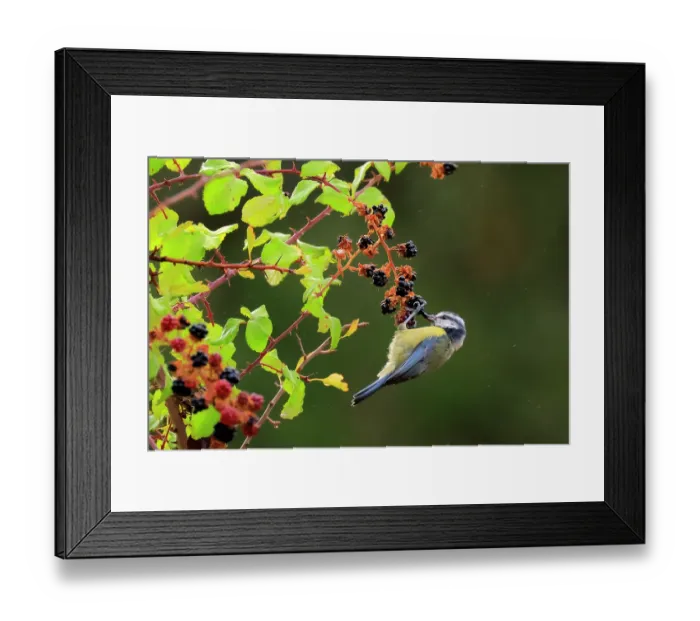 Framed Print : Blue tit (Cyanistes caeruleus) feeding on Blackberries, Sierra de Grazalema Natural Park, southern Spain, September Framed Print : Blue tit (Cyanistes caeruleus) feeding on Blackberries, Sierra de Grazalema Natural Park, southern Spain, September