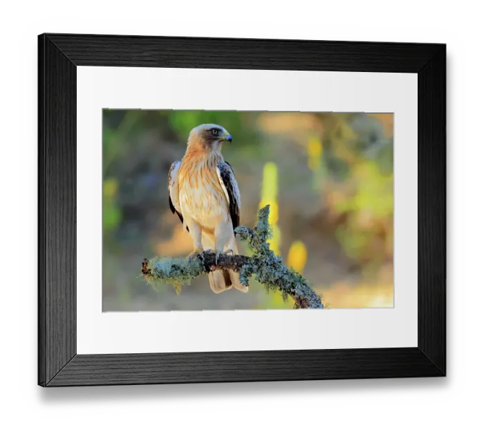 Framed Print : Booted eagle (Hieraaetus pennatus) perched on branch, Sierra de Grazalema Natural Park, southern Spain. July Framed Print : Booted eagle (Hieraaetus pennatus) perched on branch, Sierra de Grazalema Natural Park, southern Spain. July