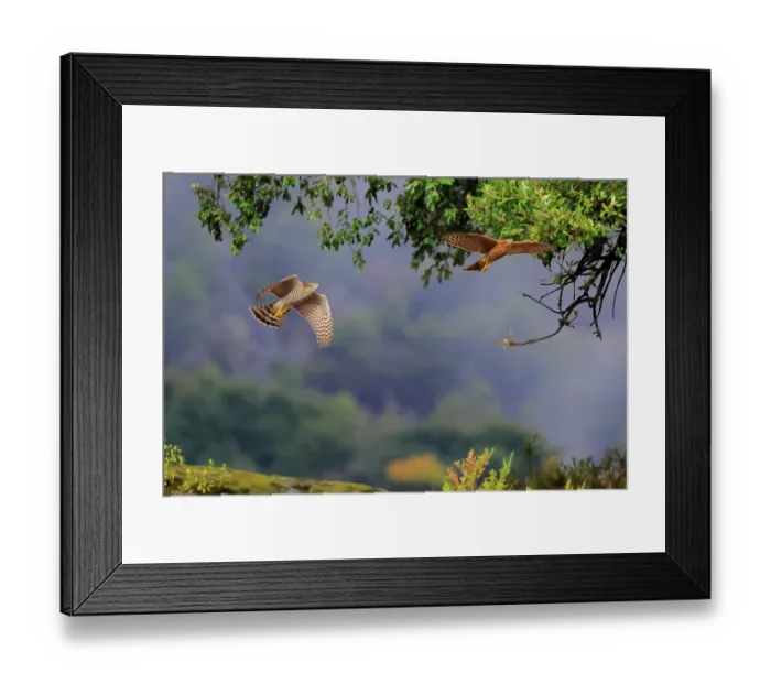Framed Print : Eurasian sparrowhawks (Accipiter nisus) pair, chasing each other in flight, Sierra de Grazalema Natural Park, southern Spain. July Framed Print : Eurasian sparrowhawks (Accipiter nisus) pair, chasing each other in flight, Sierra de Grazalema Natural Park, southern Spain. July
