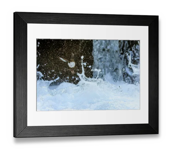 Framed Print : White-throated dipper (Cinclus cinclus) in flight over frothing river, Sierra de Grazalema Natural Park, Spain. March