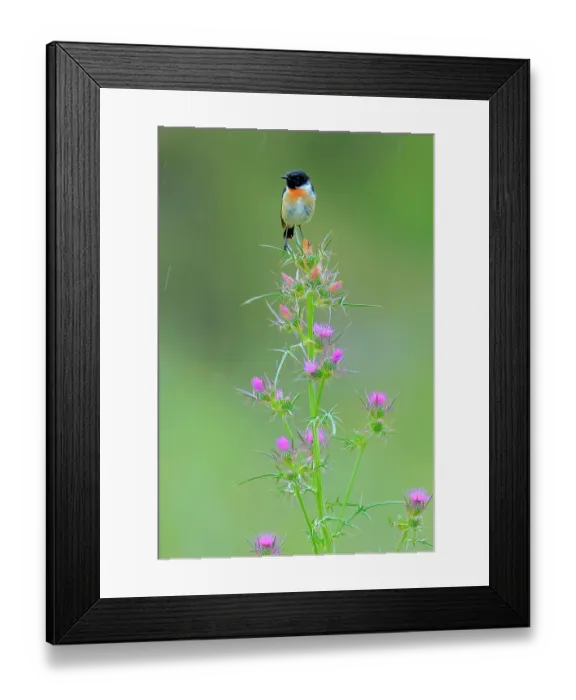 Framed Print : Common stonechat (Saxicola torquata) male, perched on flowering Thistle, Sierra de Grazalema Natural Park, southern Spain. May Framed Print : Common stonechat (Saxicola torquata) male, perched on flowering Thistle, Sierra de Grazalema Natural Park, southern Spain. May