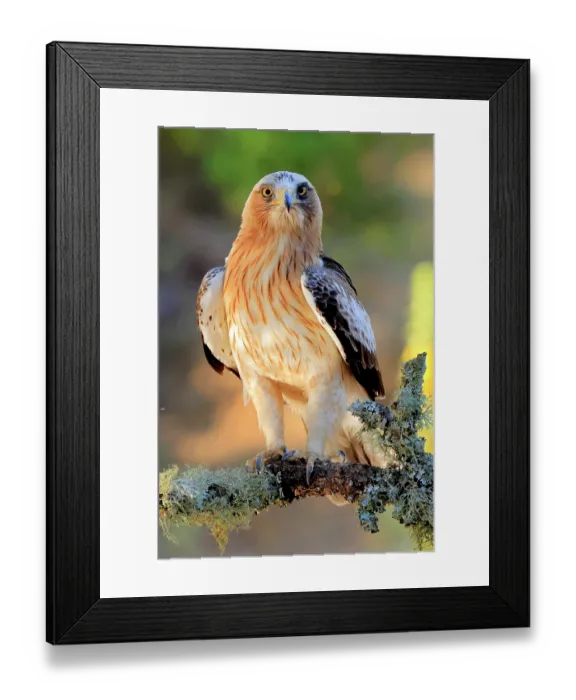 Framed Print : Booted eagle (Hieraaetus pennatus) perched on branch, Sierra de Grazalema Natural Park, southern Spain. July