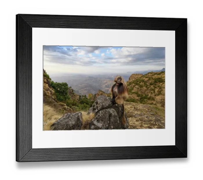 Framed Print : RF - Gelada baboon (Theropithecus gelada) male, sitting on a rock with the mountains and cliffs behind, Simien Mountains National Park, Ethiopia Framed Print : RF - Gelada baboon (Theropithecus gelada) male, sitting on a rock with the mountains and cliffs behind, Simien Mountains National Park, Ethiopia