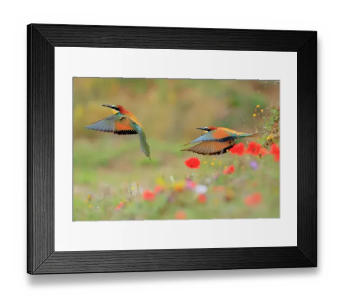 Framed Print : European bee-eaters (Merops apiaster) pair, in flight through wildflower meadow, Sierra de Grazalema Natural Park, Cadiz. Spain. June Framed Print : European bee-eaters (Merops apiaster) pair, in flight through wildflower meadow, Sierra de Grazalema Natural Park, Cadiz. Spain. June