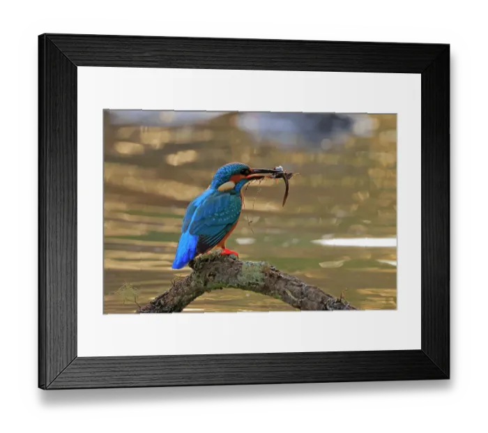 Framed Print : Eurasian kingfisher (Alcedo atthis) male, perched on branch over pond with tadpole prey in beak, Sierra de Grazalema Natural Park, Cadiz, Spain. October Framed Print : Eurasian kingfisher (Alcedo atthis) male, perched on branch over pond with tadpole prey in beak, Sierra de Grazalema Natural Park, Cadiz, Spain. October