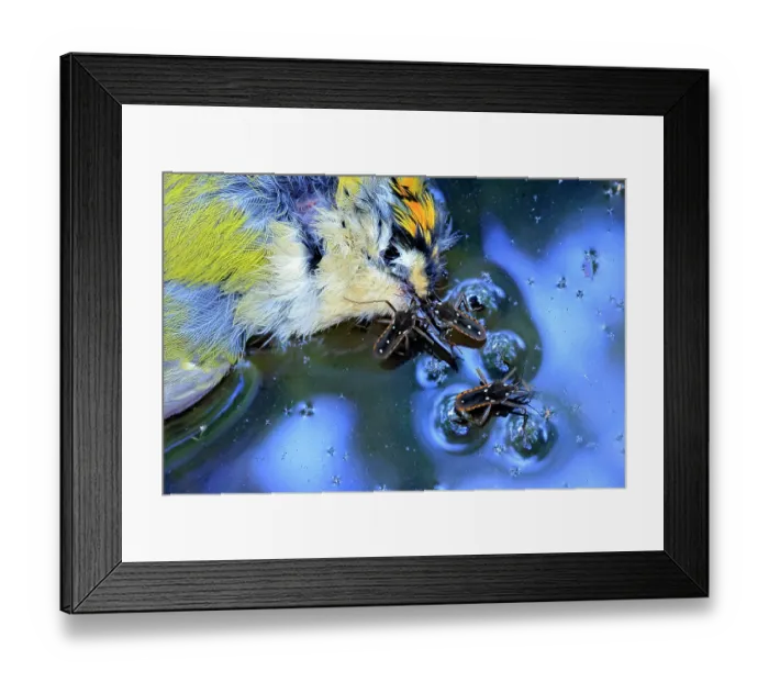 Framed Print : Mediterranean water crickets (Velia rivolorum) feeding on a dead Firecrest (Regulus ignicapilla) in a stream, Los Alcornocales Natural park, Malaga, southern Spain. October Framed Print : Mediterranean water crickets (Velia rivolorum) feeding on a dead Firecrest (Regulus ignicapilla) in a stream, Los Alcornocales Natural park, Malaga, southern Spain. October