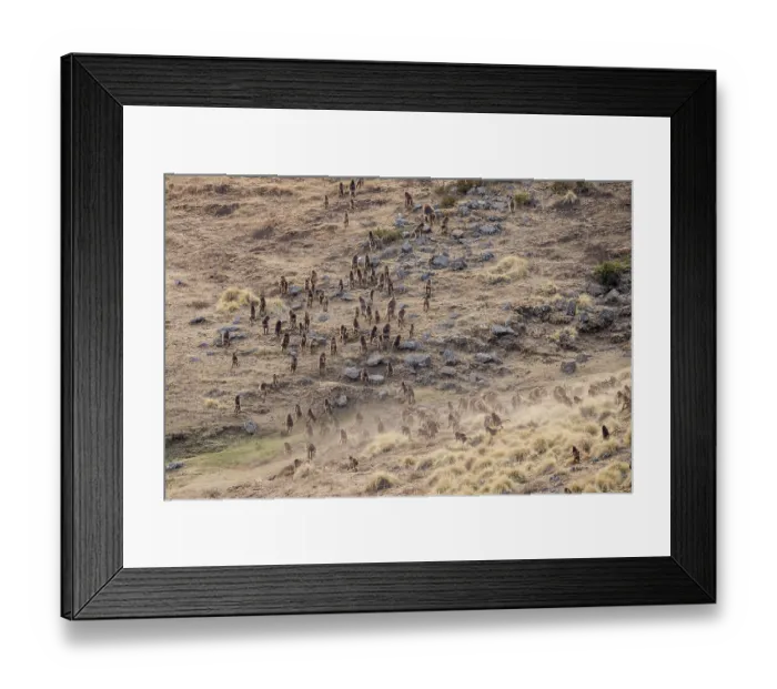 Framed Print : RF - Gelada baboon (Theropithecus gelada) troop walking across dusty grassland, Simien Mountains National Park, Ethiopia Framed Print : RF - Gelada baboon (Theropithecus gelada) troop walking across dusty grassland, Simien Mountains National Park, Ethiopia