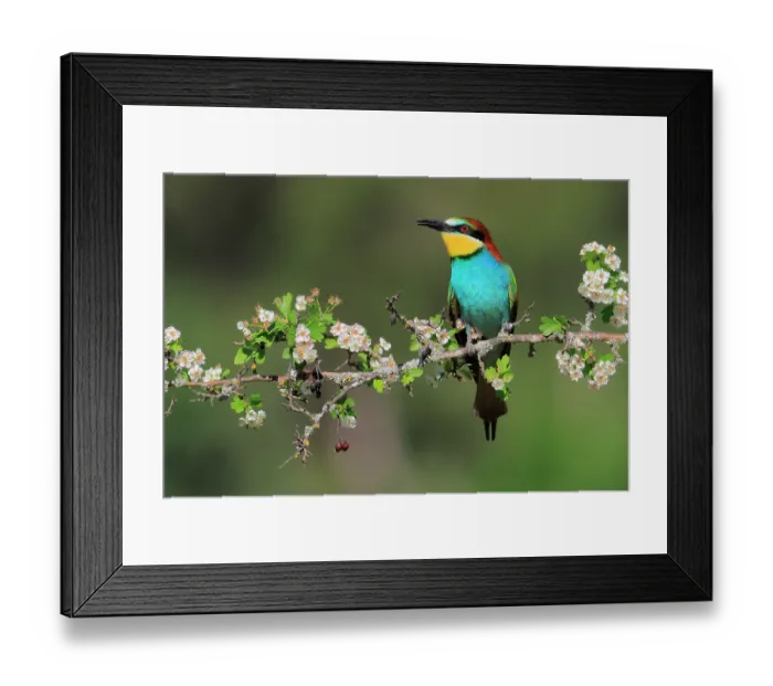 Framed Print : European bee-eater (Merops apiaster) perched on flowering Hawthorn (Crataegus sp.) branch, Sierra de Grazalema Natural Park, Cadiz, Spain. June Framed Print : European bee-eater (Merops apiaster) perched on flowering Hawthorn (Crataegus sp.) branch, Sierra de Grazalema Natural Park, Cadiz, Spain. June