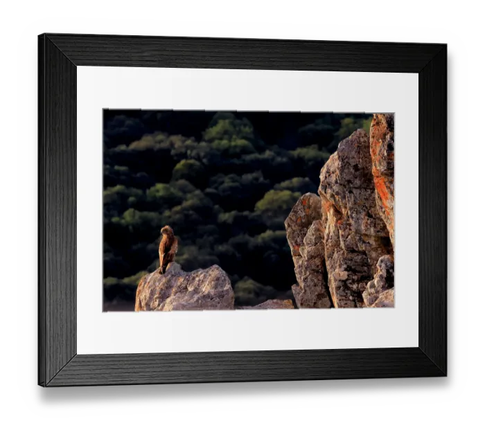 Framed Print : Short-toed snake eagle (Circaetus gallicus) perched on rock, Sierra de Grazalema Natural Park, southern Spain. August Framed Print : Short-toed snake eagle (Circaetus gallicus) perched on rock, Sierra de Grazalema Natural Park, southern Spain. August