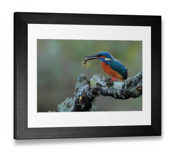 Framed Print : Eurasian kingfisher (Alcedo atthis) male, perched on branch with dragonfly larvae prey in beak, Sierra de Grazalema Natural Park, Cadiz, Spain. September Framed Print : Eurasian kingfisher (Alcedo atthis) male, perched on branch with dragonfly larvae prey in beak, Sierra de Grazalema Natural Park, Cadiz, Spain. September