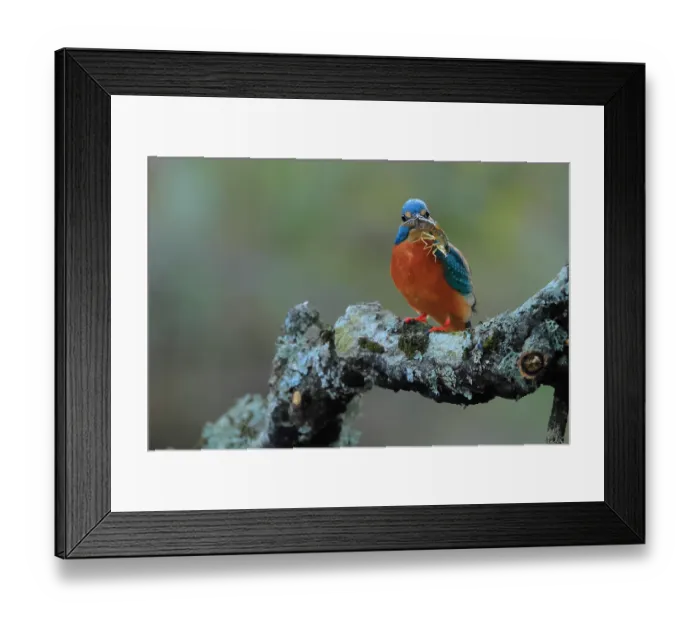 Framed Print : Eurasian kingfisher (Alcedo atthis) male, perched on branch with dragonfly larvae prey in beak, Sierra de Grazalema Natural Park, Cadiz, Spain. September Framed Print : Eurasian kingfisher (Alcedo atthis) male, perched on branch with dragonfly larvae prey in beak, Sierra de Grazalema Natural Park, Cadiz, Spain. September