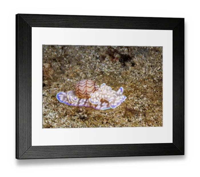 Framed Print : Bubble snail (Micromelo guamensis) on seabed, portrait, Guam, Federated States of Micronesia, Pacific Ocean Framed Print : Bubble snail (Micromelo guamensis) on seabed, portrait, Guam, Federated States of Micronesia, Pacific Ocean