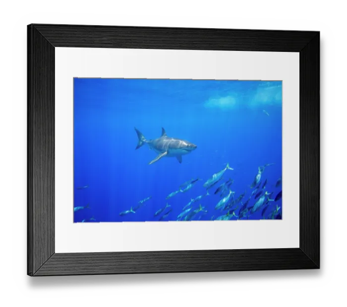 Framed Print : Great white shark (Carcharodon carcharias) swimming over a school of Scad mackerel (Decapterus macarellus) off Guadalupe Island, Mexico, Pacific Ocean Framed Print : Great white shark (Carcharodon carcharias) swimming over a school of Scad mackerel (Decapterus macarellus) off Guadalupe Island, Mexico, Pacific Ocean