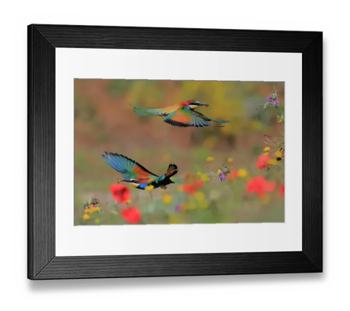 Framed Print : RF - European bee-eaters (Merops apiaster) pair, in flight through wildflower meadow, Sierra de Grazalema Natural Park, Cadiz, Spain. June
