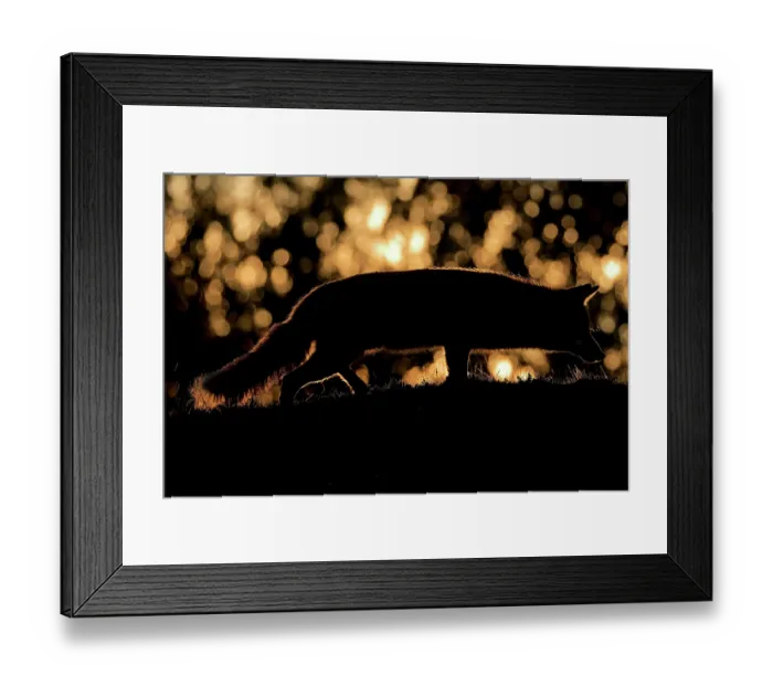 Framed Print : RF - Red fox (Vulpes vulpes) backlit at sunset, Sierra de Andujar National Park, Spain. January. (This image may be licensed either as rights managed or royalty free.) Framed Print : RF - Red fox (Vulpes vulpes) backlit at sunset, Sierra de Andujar National Park, Spain. January. (This image may be licensed either as rights managed or royalty free.)