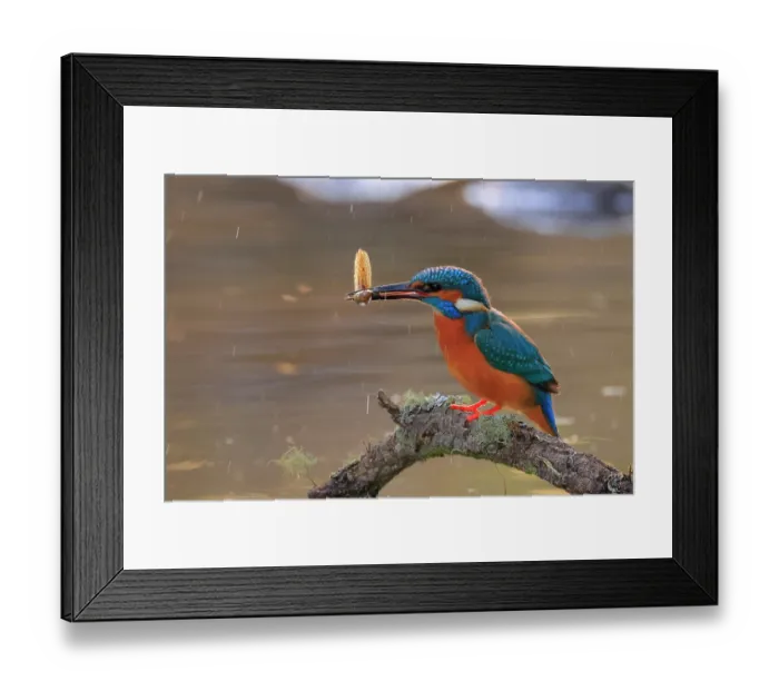 Framed Print : RF - Eurasian kingfisher (Alcedo atthis) male, perched on branch over pond with tadpole prey in beak, Sierra de Grazalema Natural Park, Cadiz, Spain. October Framed Print : RF - Eurasian kingfisher (Alcedo atthis) male, perched on branch over pond with tadpole prey in beak, Sierra de Grazalema Natural Park, Cadiz, Spain. October