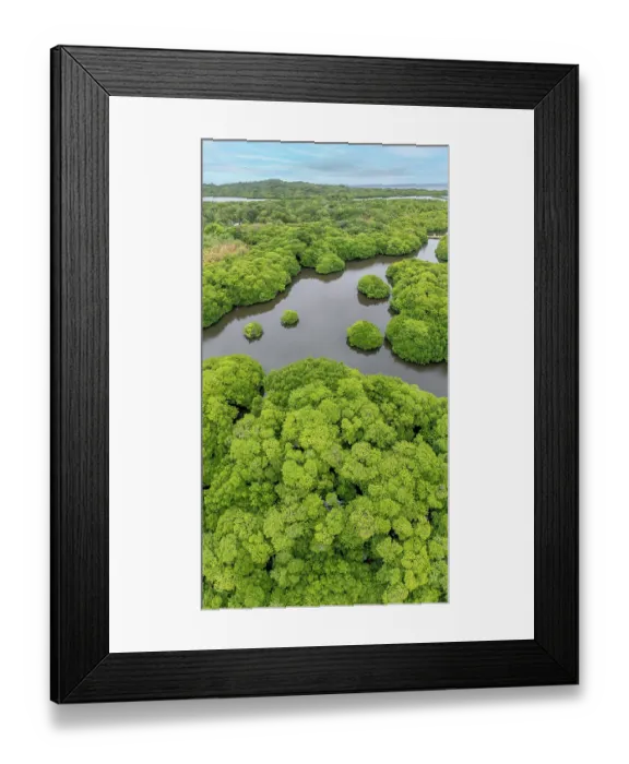 Framed Print : Aerial view of mangrove trees with channels through the forest, off the island of Yap, Federated States of Micronesia. April, 2024 Framed Print : Aerial view of mangrove trees with channels through the forest, off the island of Yap, Federated States of Micronesia. April, 2024